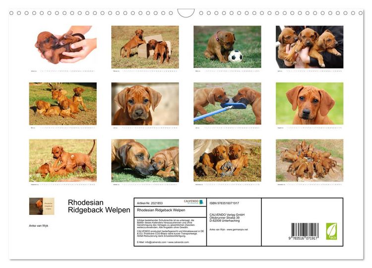 Produktbild: Rhodesian Ridgeback Welpen (Wandkalender 2026 DIN A3 quer), CALVENDO Monatskalender