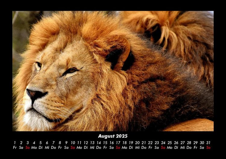 Produktbild: L&ouml;wen in der Wildnis 2025 Fotokalender DIN A3