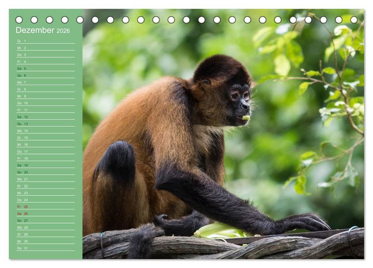 Produktbild: Die vielf&auml;ltige Welt der Affen (Tischkalender 2026 DIN A5 quer), CALVENDO Monatskalender