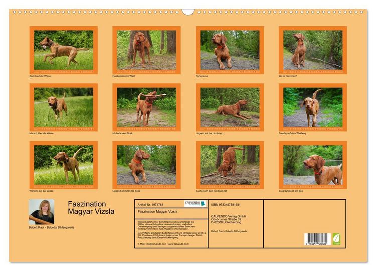 Produktbild: Faszination Magyar Vizsla (Wandkalender 2026 DIN A2 quer), CALVENDO Monatskalender