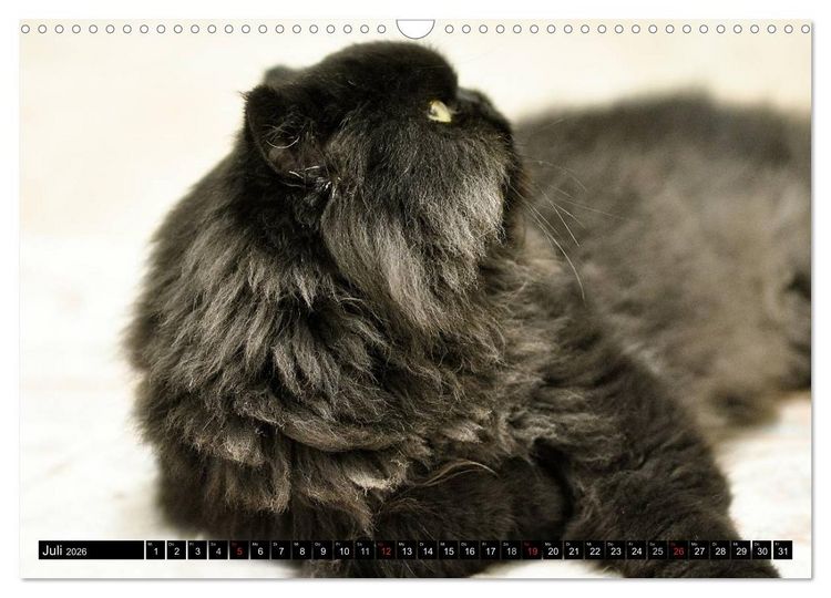 Produktbild: Tierheim - Miezen (Wandkalender 2026 DIN A3 quer), CALVENDO Monatskalender