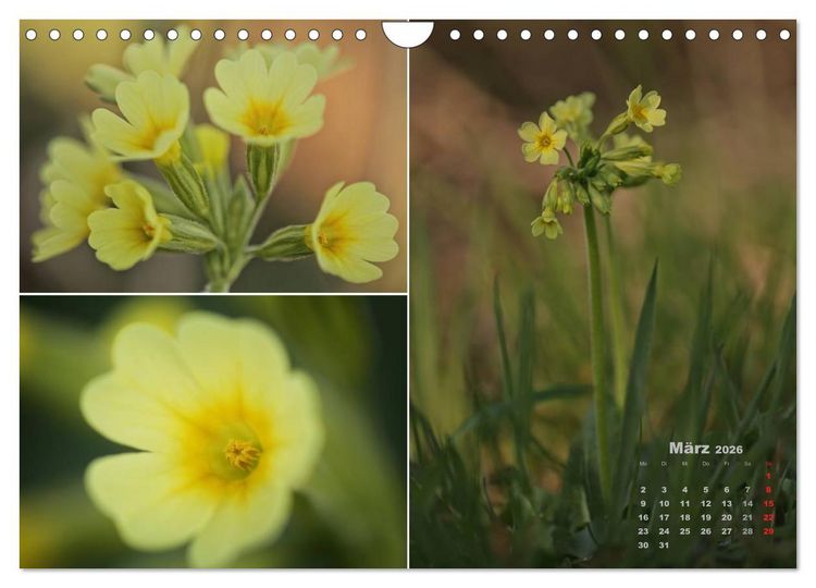 Produktbild: Blumenreise 2026 (Wandkalender 2026 DIN A4 quer), CALVENDO Monatskalender