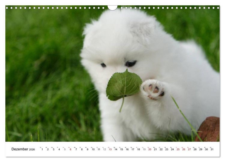 Produktbild: Samojeden Welpen (Wandkalender 2026 DIN A3 quer), CALVENDO Monatskalender