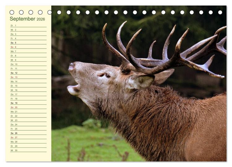 Produktbild: Begegnungen. DER HIRSCH (Tischkalender 2026 DIN A5 quer), CALVENDO Monatskalender