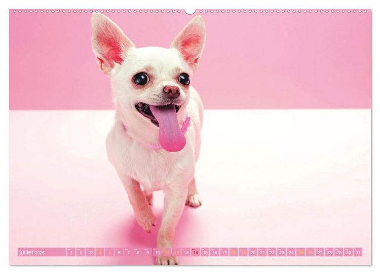 Produktbild: Chihuahua : petit, mais costaud (Calendrier mural 2026 DIN A2 vertical) calendrier de bureau