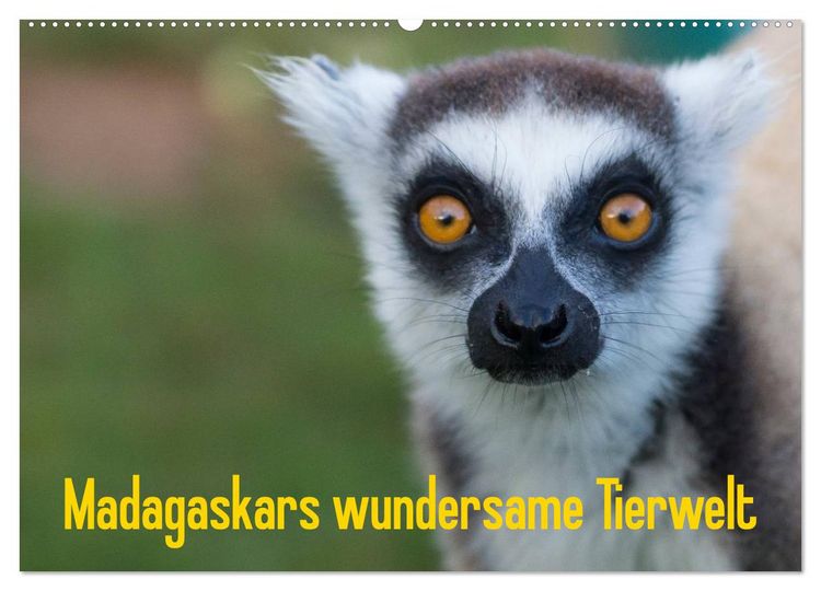 Produktbild: Madagaskars wundersame Tierwelt (Wandkalender 2026 DIN A2 quer), CALVENDO Monatskalender