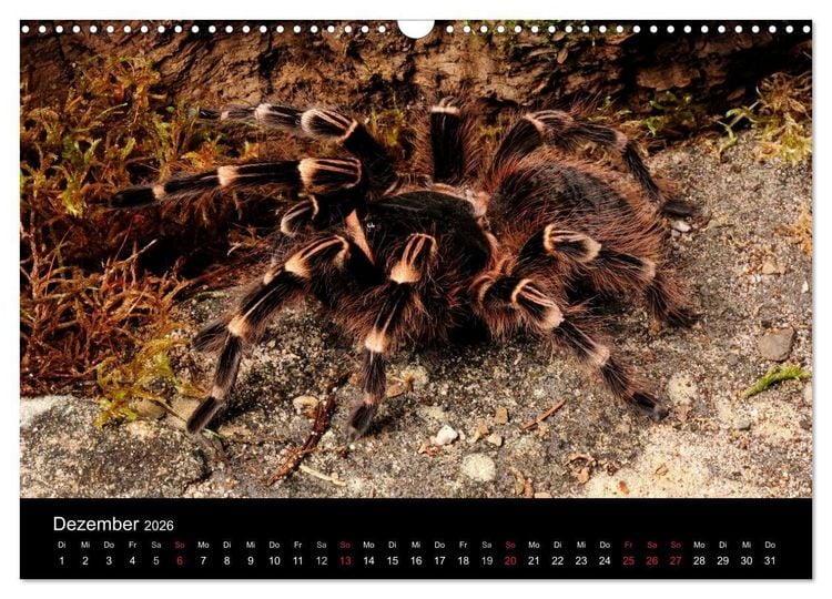 Produktbild: Vogelspinnen - Tarantulas (Wandkalender 2026 DIN A3 quer), CALVENDO Monatskalender