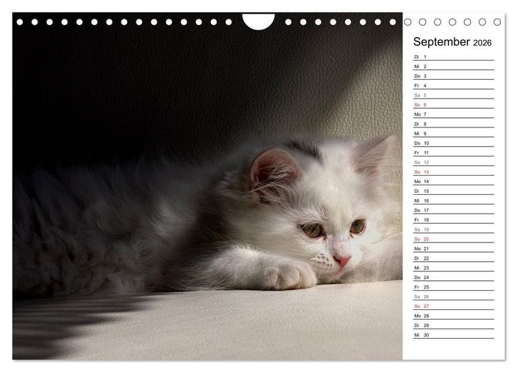 Produktbild: Aus der Kinderstube der Perserkatze (Wandkalender 2026 DIN A4 quer), CALVENDO Monatskalender