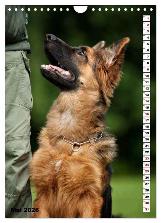 Produktbild: Sch&auml;ferhunde Langstockhaar zum verlieben (Wandkalender 2026 DIN A4 hoch), CALVENDO Monatskalender