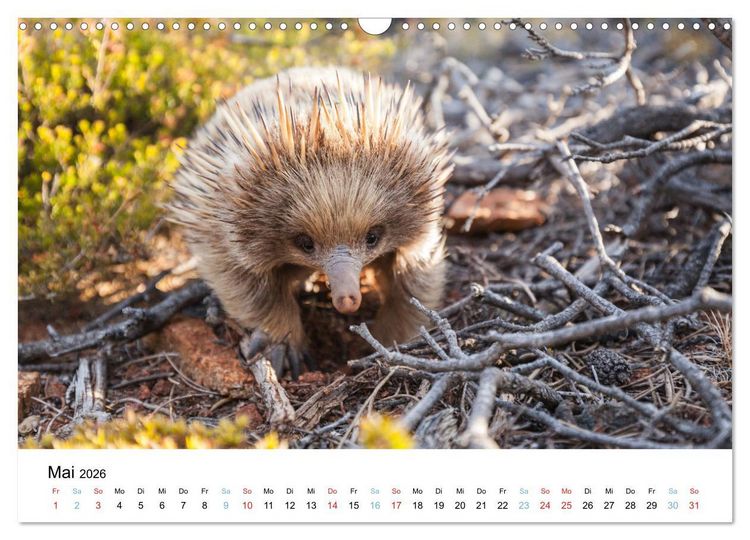 Produktbild: Australiens wunderbare Tiere (Wandkalender 2026 DIN A3 quer), CALVENDO Monatskalender