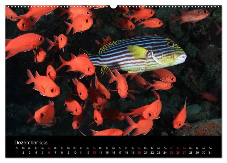 Produktbild: Magische Unterwasserwelten (Wandkalender 2026 DIN A2 quer), CALVENDO Monatskalender