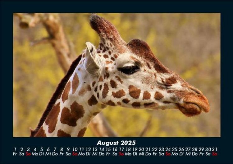 Produktbild: Giraffen 2025 Fotokalender DIN A5