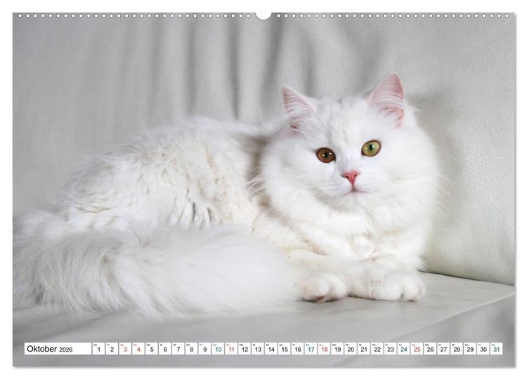 Produktbild: Die Perserkatze - Farbschlag Wei&szlig; (Wandkalender 2026 DIN A2 quer), CALVENDO Monatskalender