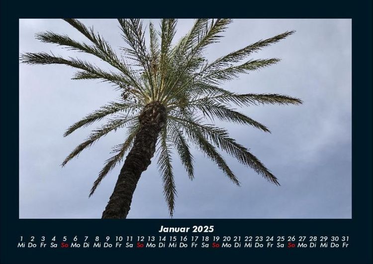 Produktbild: Palmentraum 2025 Fotokalender DIN A4