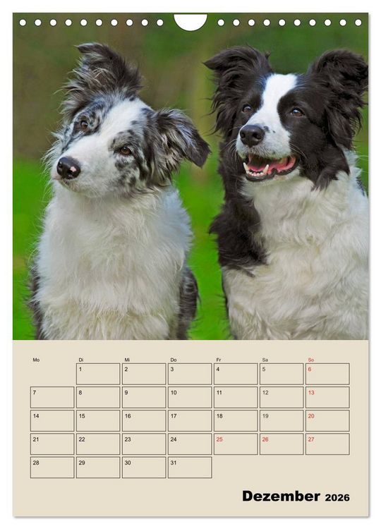 Produktbild: Border Collie - Ein Familienplaner (Wandkalender 2026 DIN A4 hoch), CALVENDO Monatskalender