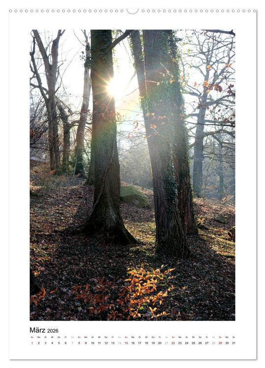 Produktbild: Mein Sehnsuchtsort, der Wald (Wandkalender 2026 DIN A2 hoch), CALVENDO Monatskalender