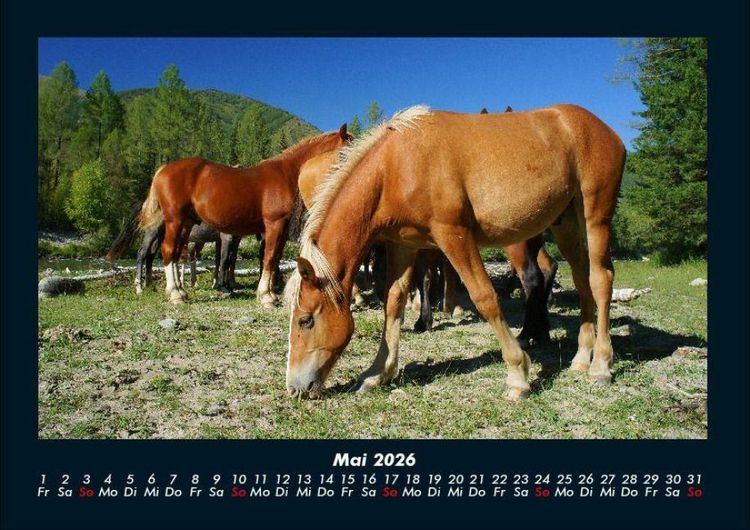 Produktbild: Die Welt der Pferde 2026 Fotokalender DIN A4