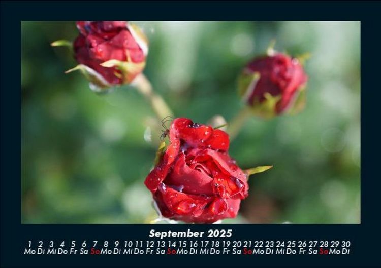 Produktbild: Rosentraum 2025 Fotokalender DIN A5