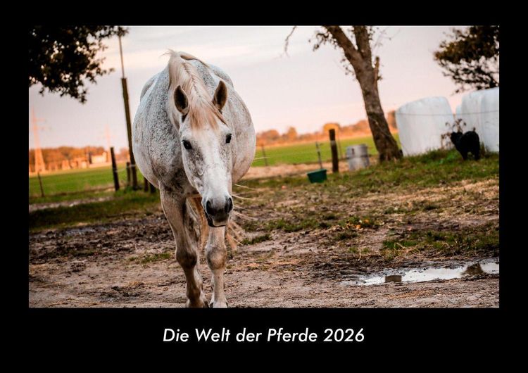 Produktbild: Die Welt der Pferde 2026 Fotokalender DIN A3