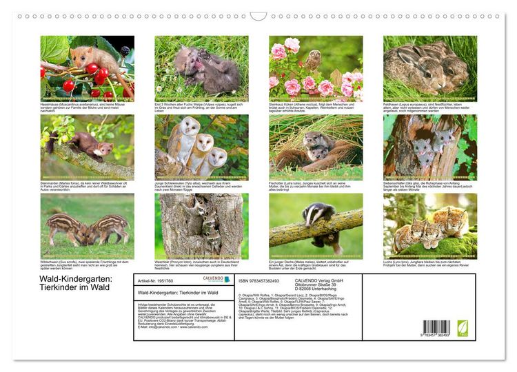 Produktbild: Wald-Kindergarten: Tierkinder im Wald (Wandkalender 2026 DIN A2 quer), CALVENDO Monatskalender