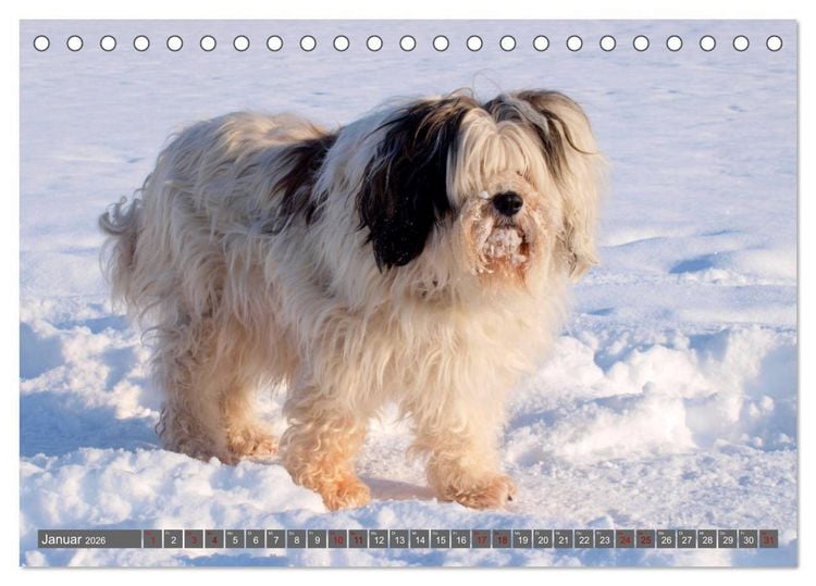 Produktbild: Tibet-Terrier - Eine Hunderasse mit Charakter (Tischkalender 2026 DIN A5 quer), CALVENDO Monatskalender