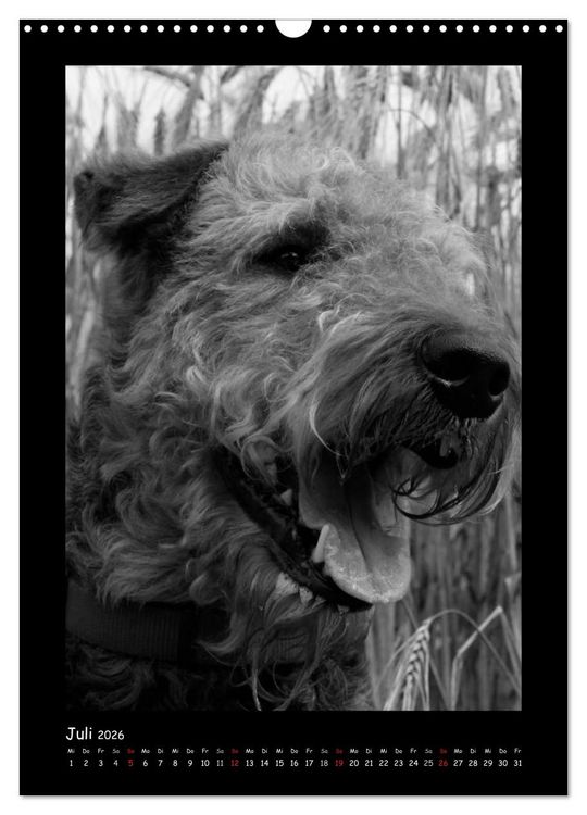 Produktbild: Der Airedale: Portraits eines "Dickkopfes" (Wandkalender 2026 DIN A3 hoch), CALVENDO Monatskalender