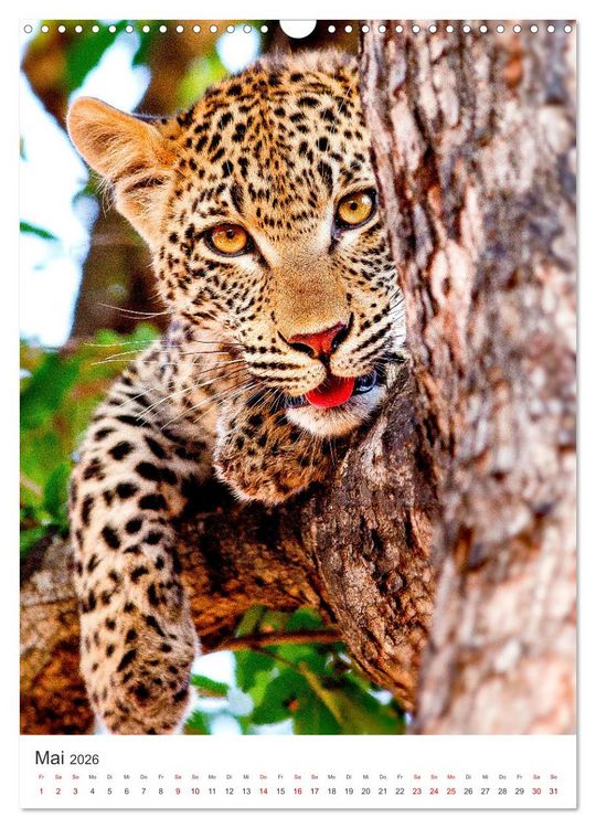 Produktbild: Leoparden - Die Beute im Visier. (Wandkalender 2026 DIN A3 hoch), CALVENDO Monatskalender