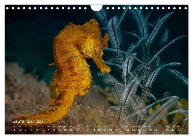 Produktbild: Hippocampus oder einfach nur Seepferdchen (Wandkalender 2026 DIN A4 quer), CALVENDO Monatskalender