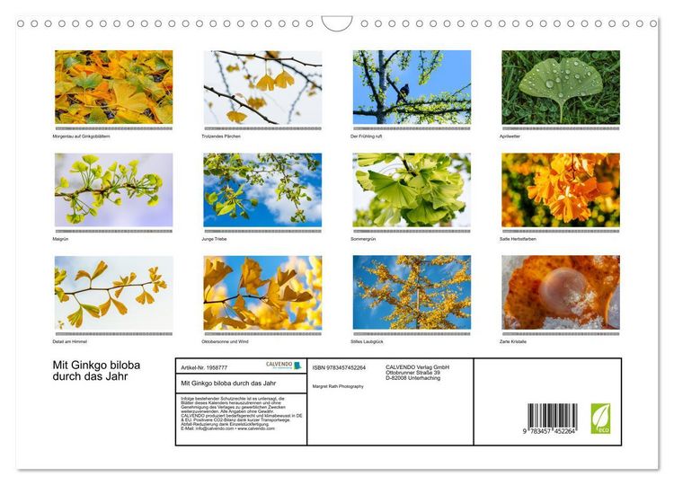 Produktbild: Mit Ginkgo biloba durch das Jahr (Wandkalender 2026 DIN A3 quer), CALVENDO Monatskalender