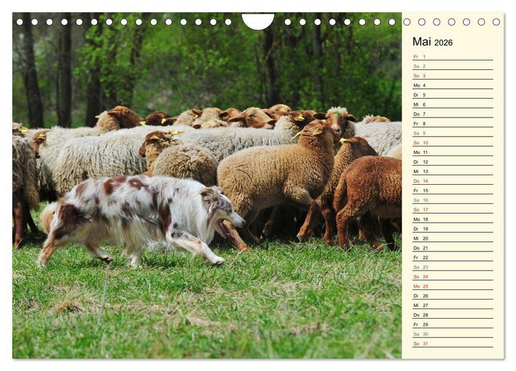 Produktbild: Border Collie 2026 (Wandkalender 2026 DIN A4 quer), CALVENDO Monatskalender