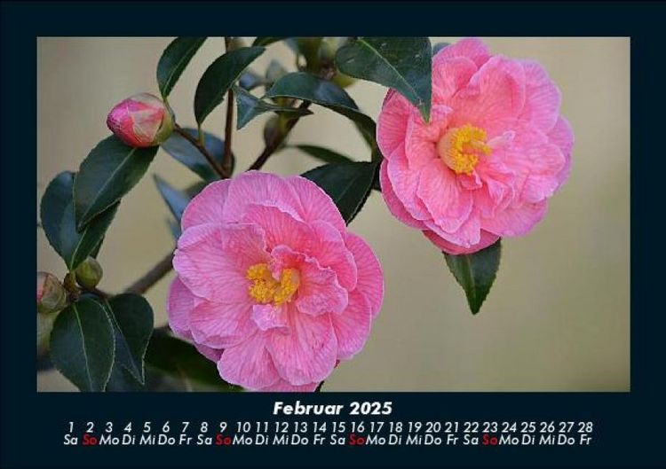 Produktbild: Rosen-Kalender 2025 Fotokalender DIN A5
