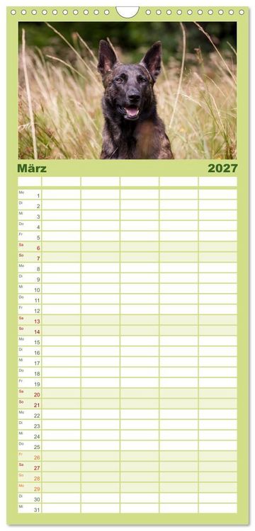 Produktbild: Familienplaner 2027 - ausdrucksvolle Holl&auml;ndische Sch&auml;ferhunde mit 5 Spalten (Wandkalender, 21 x 45 cm) CALVENDO
