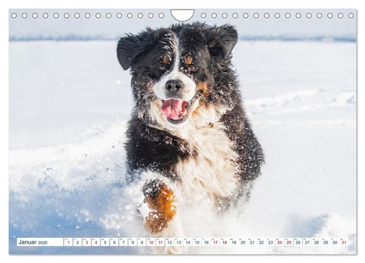 Produktbild: Berner Sennenhund - Ein Traum auf vier Pfoten (Wandkalender 2026 DIN A4 quer), CALVENDO Monatskalender