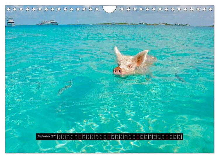Produktbild: Schweinereien (Wandkalender 2026 DIN A4 quer), CALVENDO Monatskalender