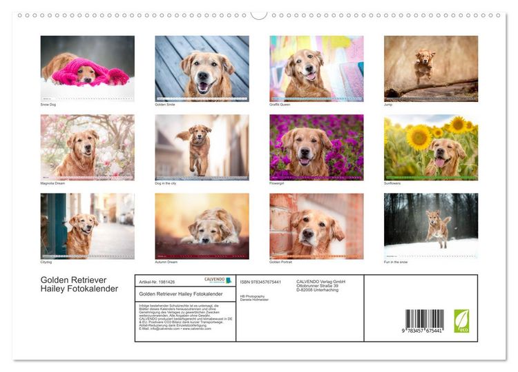 Produktbild: Golden Retriever Hailey Fotokalender (hochwertiger Premium Wandkalender 2026 DIN A2 quer), Kunstdruck in Hochglanz