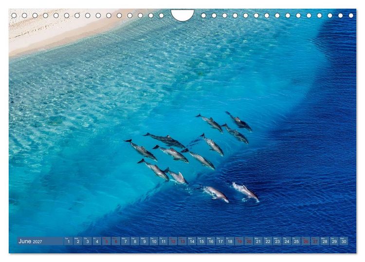 Produktbild: When Dolphins Dance with Us (Wall Calendar 2027 DIN A4 landscape), CALVENDO 12 Month Wall Calendar
