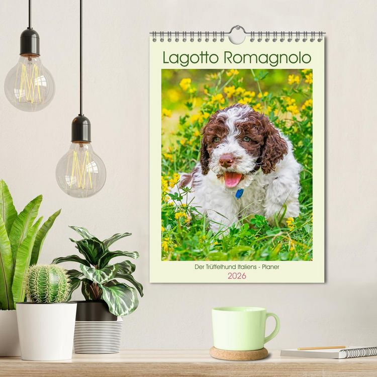 Produktbild: Lagotto Romagnolo - Der Tr&uuml;ffelhund Italiens - Planer (Wandkalender 2026 DIN A4 hoch), CALVENDO Monatskalender