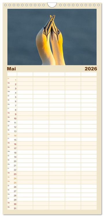 Produktbild: Familienplaner 2026 - Basst&ouml;lpel - Helgolands faszinierende V&ouml;gel mit 5 Spalten (Wandkalender, 21 x 45 cm) CALVENDO