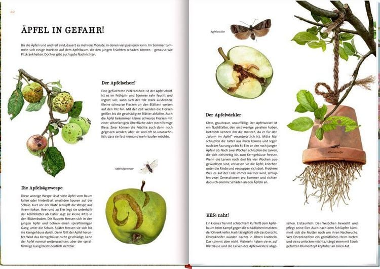 Produktbild: Das gro&szlig;e Buch vom Apfelbaum