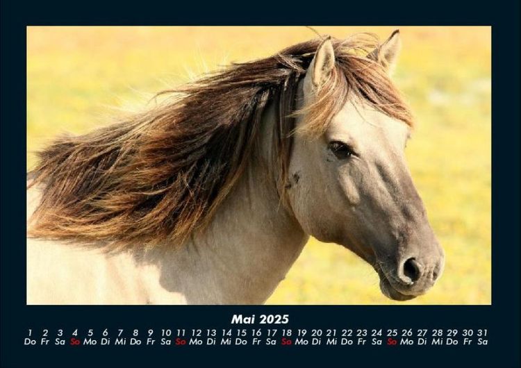Produktbild: Pferde Kalender 2025 Fotokalender DIN A4