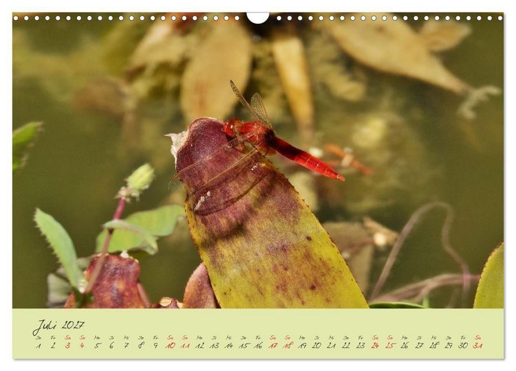 Produktbild: Wildes S&uuml;dfrankreich (Wandkalender 2027 DIN A3 quer), CALVENDO Monatskalender