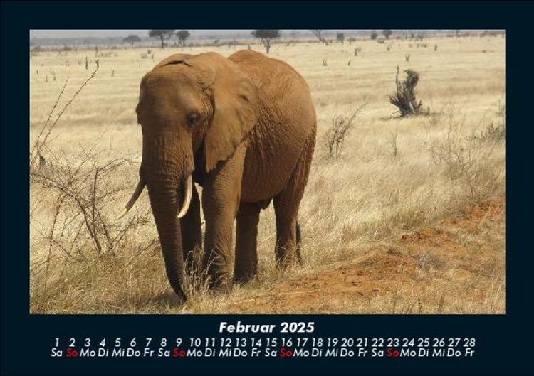 Produktbild: Der Elefantenkalender 2025 Fotokalender DIN A5
