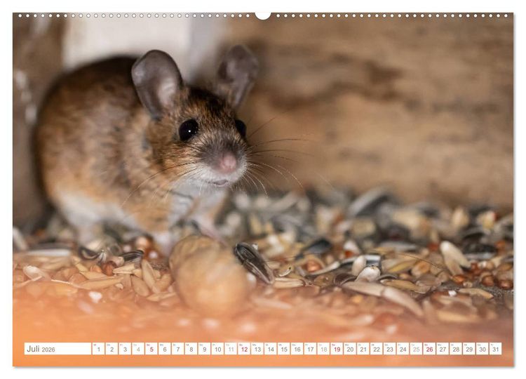 Produktbild: Die Maus im Vogelhaus (hochwertiger Premium Wandkalender 2026 DIN A2 quer), Kunstdruck in Hochglanz