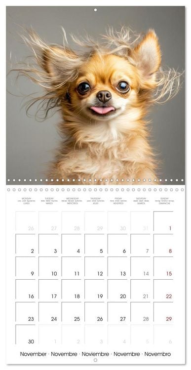 Produktbild: Cute Chihuahua (Wall Calendar 2026 12 &times; 12 Inch) CALVENDO 12 Month Wall Calendar