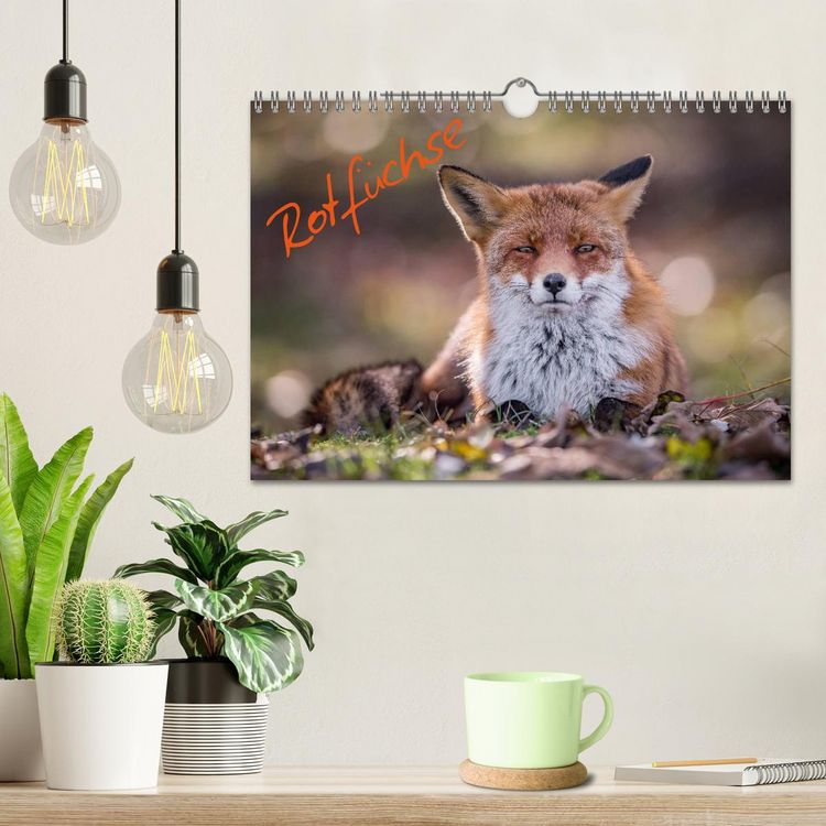Produktbild: Rotf&uuml;chse (Wandkalender 2026 DIN A4 quer), CALVENDO Monatskalender
