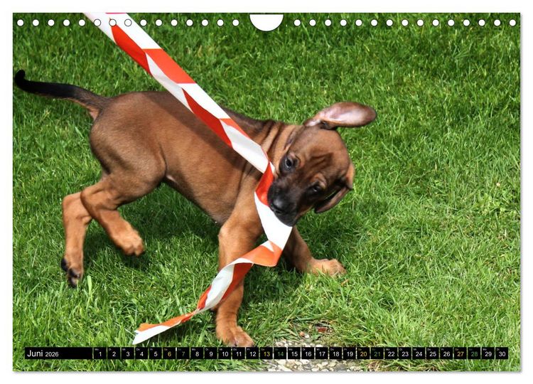 Produktbild: Rhodesian Ridgeback - Ausdrucksstarke Gesichter (Wandkalender 2026 DIN A4 quer), CALVENDO Monatskalender