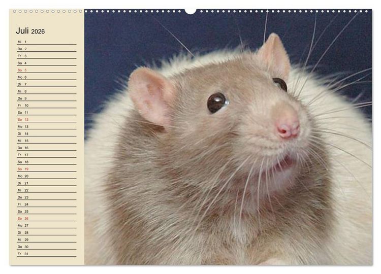 Produktbild: Ratten. Gelehrige Haustiere (Wandkalender 2026 DIN A2 quer), CALVENDO Monatskalender