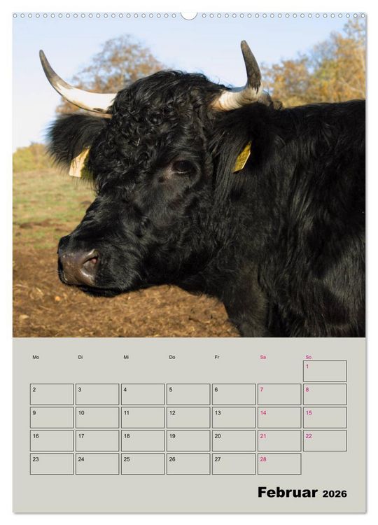 Produktbild: Kuhportraits Hornk&uuml;he (hochwertiger Premium Wandkalender 2026 DIN A2 hoch), Kunstdruck in Hochglanz