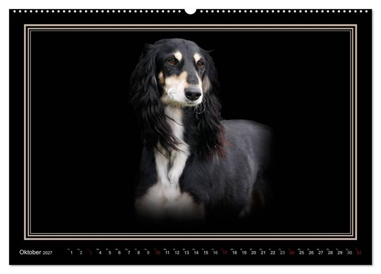 Produktbild: Saluki 2027 (hochwertiger Premium Wandkalender 2027 DIN A2 quer), Kunstdruck in Hochglanz