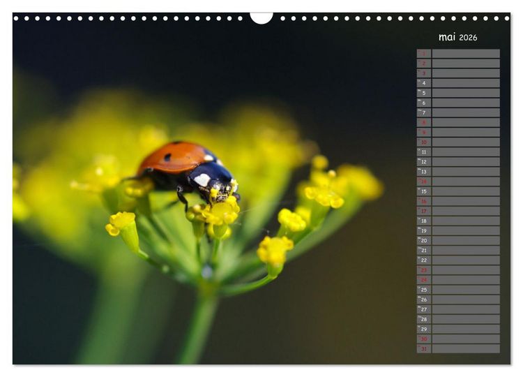 Produktbild: Coccinelles rouges &agrave; points noirs (Calendrier mural 2026 DIN A3 vertical), CALVENDO calendrier mensuel